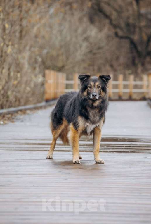 Собаки в других городах Московской области: Митяй — добрый пёс, который только учится жить по-настоящему Мальчик, Бесплатно - фото 5