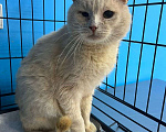 Кошки в Пушкино: Котик срочно ищет дом или передержку! Мальчик, Бесплатно - фото 2