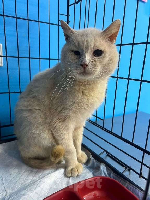 Кошки в Пушкино: Котик срочно ищет дом или передержку! Мальчик, Бесплатно - фото 2