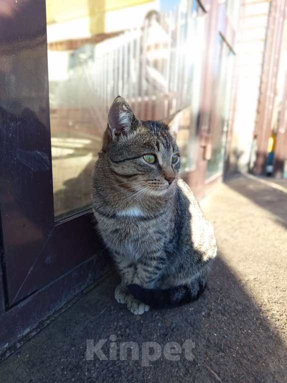 Кошки в Казани: Кот в добрые руки Мальчик, Бесплатно - фото 3