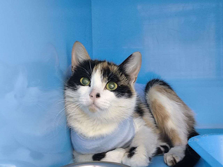 Трикси ищет дом