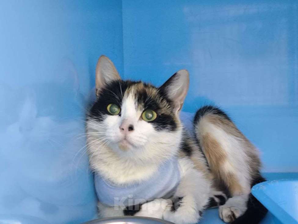 Кошки в Москве: Трикси ищет дом Девочка, Бесплатно - фото 1