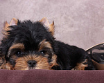 Собаки в Люберцах: Йоркширский терьер курносый  Юджет Мальчик, 50 000 руб. - фото 3