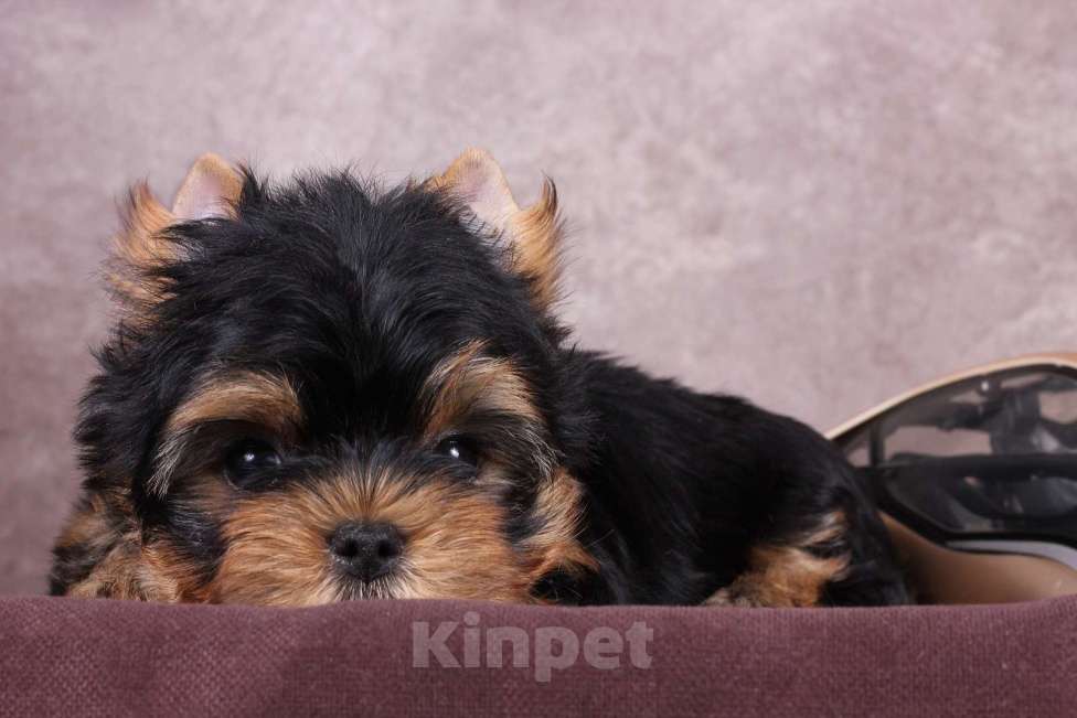 Собаки в Люберцах: Йоркширский терьер курносый  Юджет Мальчик, 50 000 руб. - фото 3