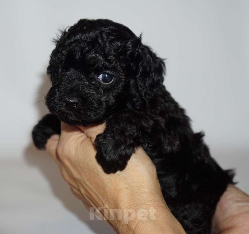 Собаки в Кудрово: Той пудель Девочка, 80 000 руб. - фото 4