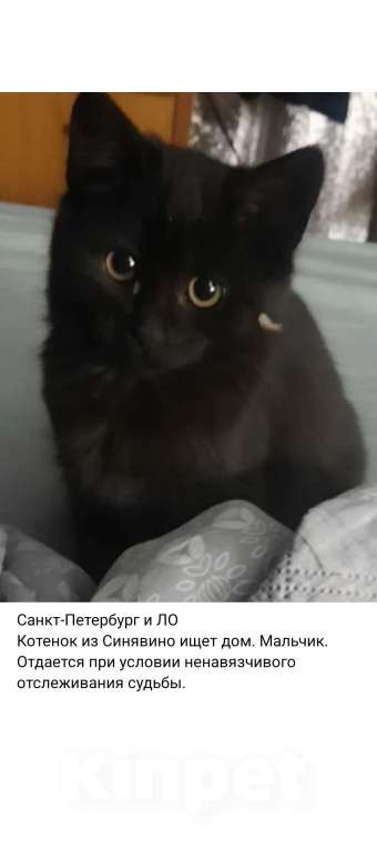 Кошки в Санкт-Петербурге: Котенок из Синявино Мальчик, Бесплатно - фото 1