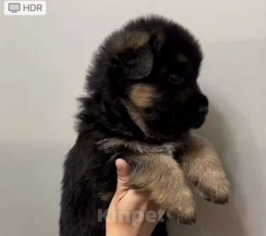 Собаки в Екатеринбурге: Щенки немецкой овчарки Разнополые, Бесплатно - фото 6