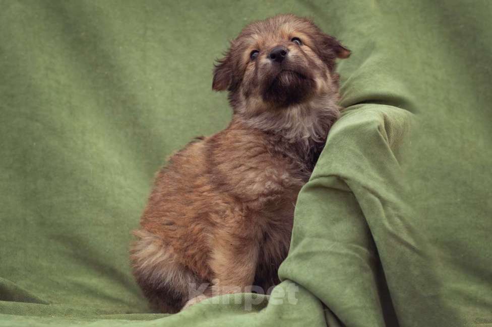 Собаки в Москве: щенок Тедди в добрые руки Мальчик, Бесплатно - фото 5