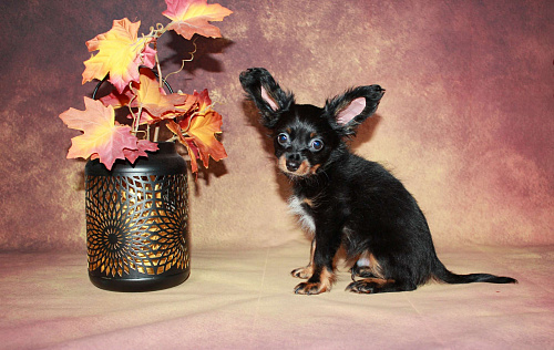 Мальчик длинношерстный 2 месяца. 