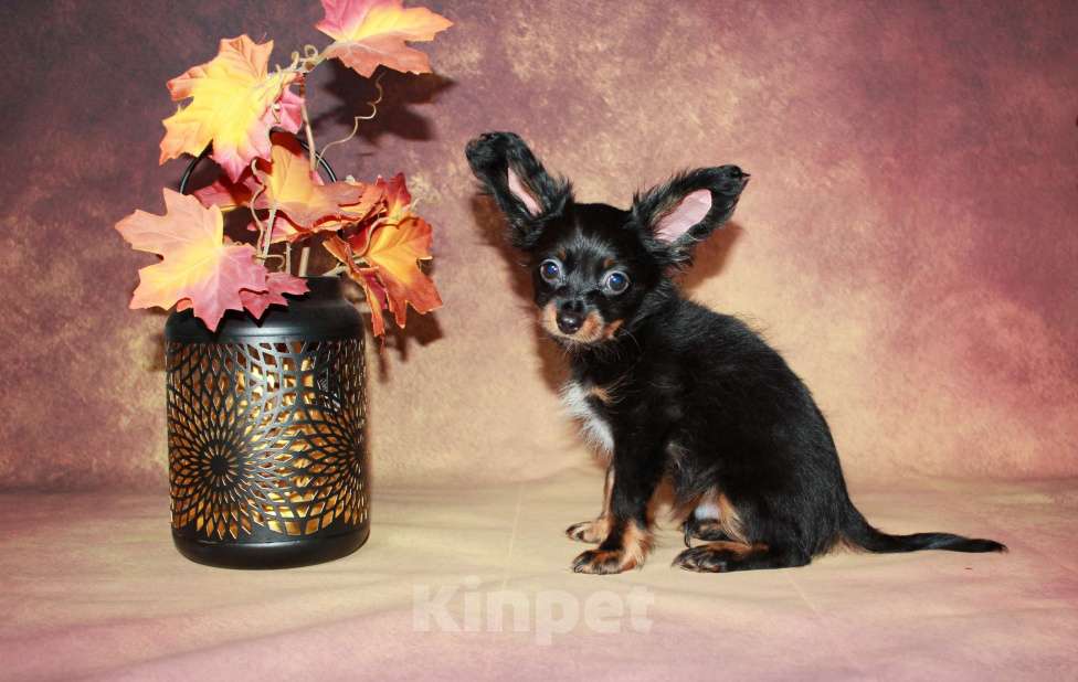 Собаки в Москве: Мальчик длинношерстный 2 месяца.  Мальчик, 40 000 руб. - фото 1