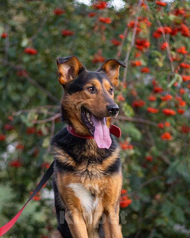 Собаки в Москве: Пёс-компаньон Марс после спасения ищет дом Мальчик, 1 руб. - фото 7