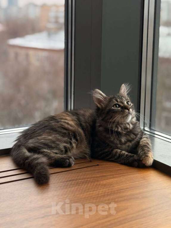 Кошки в Москве: котенок Гвен ищет дом Девочка, Бесплатно - фото 1