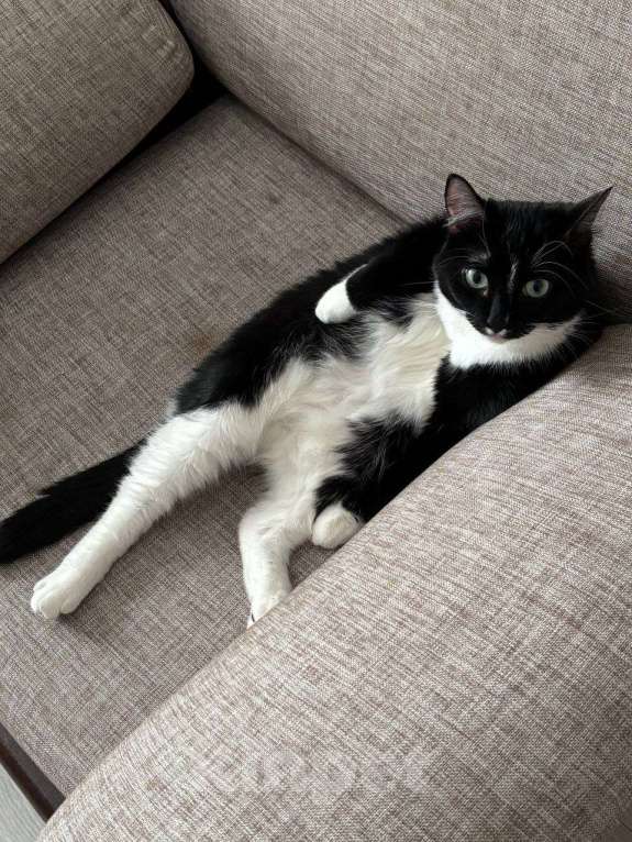 Кошки в Москве: кошка Шошанна срочно ищет дом Девочка, Бесплатно - фото 5