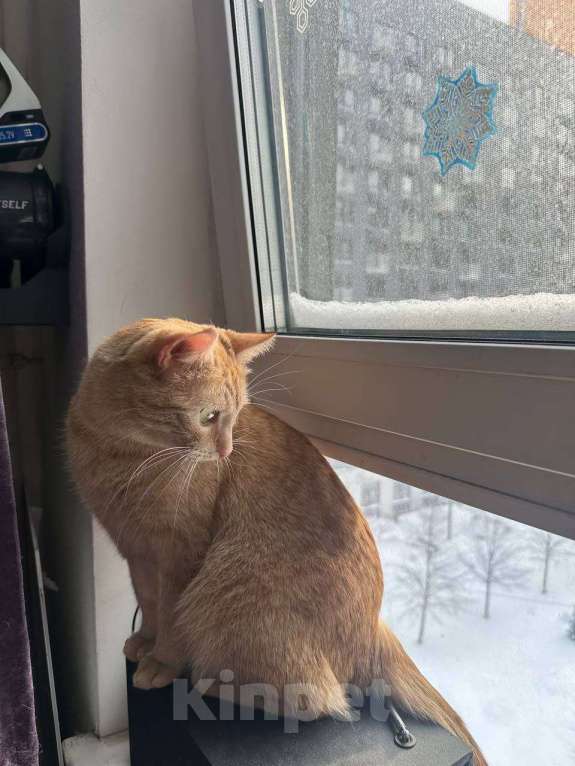 Кошки в Москве: Ириска в добрые руки Девочка, Бесплатно - фото 4