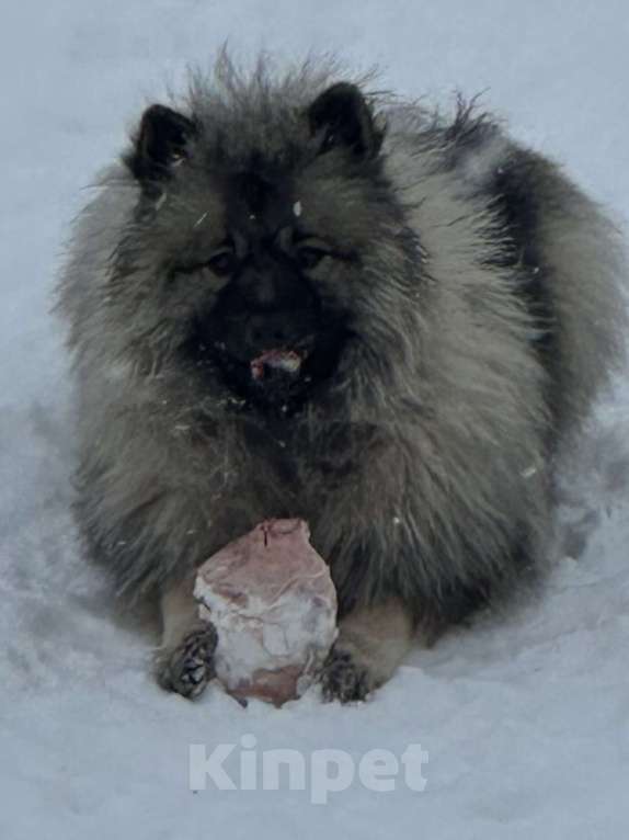 Собаки в Москве: Терри-Мак Из Воронцовского Дворца  Мальчик, 70 000 руб. - фото 9