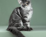 Кошки в Видном: Котенок мейн-кун - настоящее чудо с кисточками! Мальчик, 50 000 руб. - фото 3