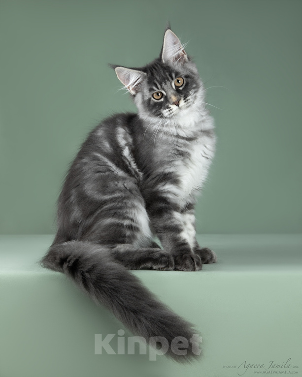 Кошки в Видном: Котенок мейн-кун - настоящее чудо с кисточками! Мальчик, 50 000 руб. - фото 3