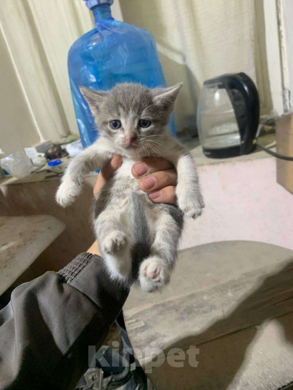 Кошки в Казани: Котята в добрые руки Девочка, Бесплатно - фото 4