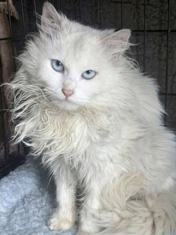 Кошки в Москве: Водга ищет дом Девочка, Бесплатно - фото 3