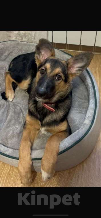 Собаки в Уфе: Щенок ВЕО Девочка, 500 руб. - фото 1