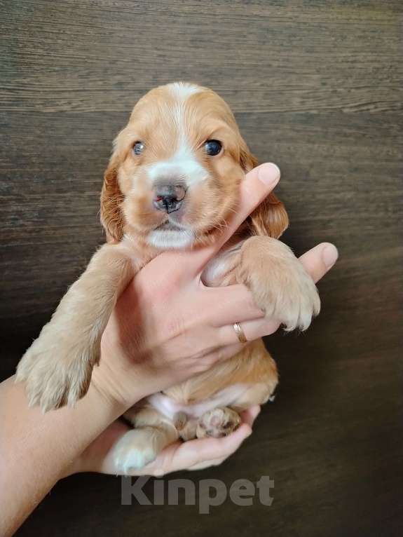 Собаки в Димитровграде: Мальчик Мальчик, 25 000 руб. - фото 2