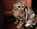 Кошки в Острогожске: Шотландский котёнок, 4 000 руб. - фото 7