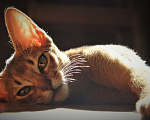 Кошки в Дмитрове: Абиссинские котята, Бесплатно - фото 8