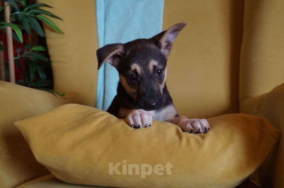 Собаки в Раменском: Грета ищет дом! Девочка, Бесплатно - фото 3