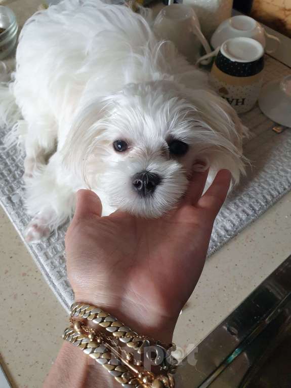 Собаки в Набережных Челнах: Продаю щенков мальтезе Девочка, 40 000 руб. - фото 2