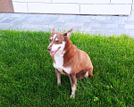 Собаки в Уфе: Рыжая собака на ул. Р. Зорге (гостиница Амакс) Мальчик, Бесплатно - фото 1