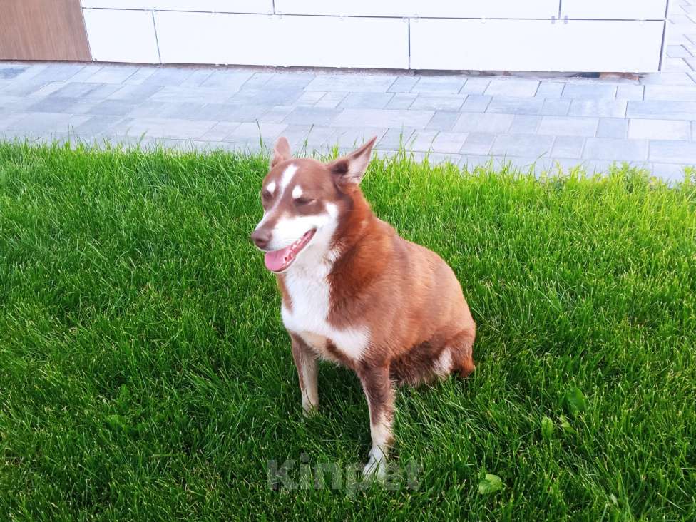 Собаки в Уфе: Рыжая собака на ул. Р. Зорге (гостиница Амакс) Мальчик, Бесплатно - фото 1