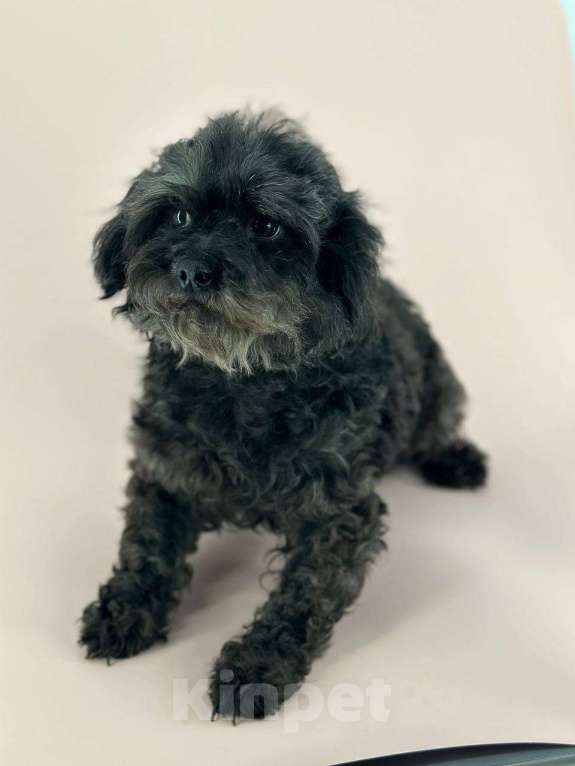 Собаки в Подольске: Мальтипу, Взрослая собака Девочка, Бесплатно - фото 2