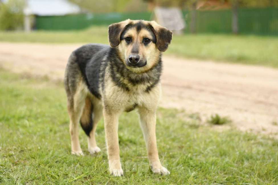 Собаки в Дмитрове: Мышка в добрые руки Девочка, Бесплатно - фото 3
