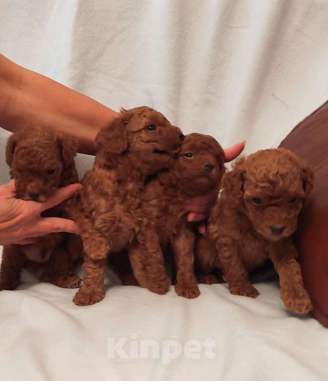 Собаки в Екатеринбурге: Той пуделята ред браун обоих полов Разнополые, 55 000 руб. - фото 2
