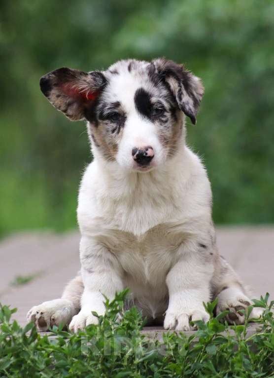Собаки в других городах Белгородской области: Мраморная девочка Девочка, 100 000 руб. - фото 2