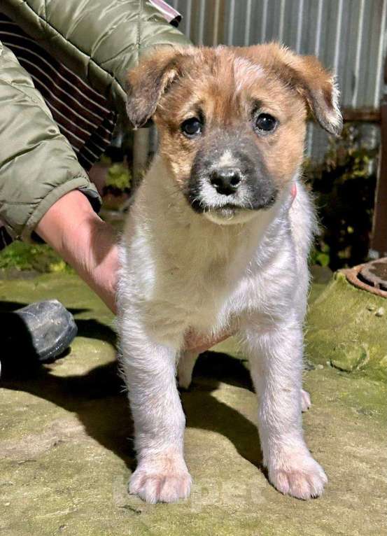 Собаки в Ногинске: Щенок мальчик в добрые руки Мальчик, Бесплатно - фото 5