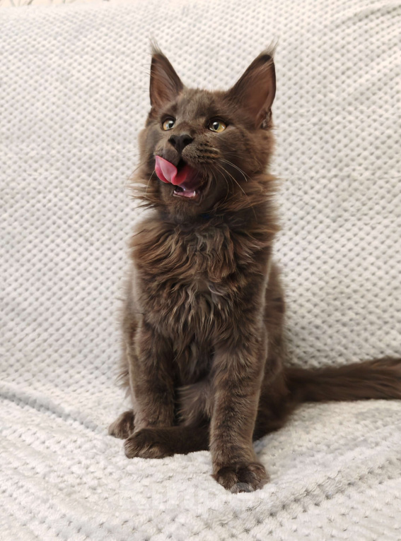 Кошки в Москве: Мейн-кун котенок Мальчик, 30 000 руб. - фото 3