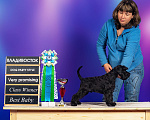 Собаки в Владивостоке: Цвергшнауцер черного окраса Мальчик, 50 000 руб. - фото 2
