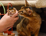 Кошки в Находке: продам котенка Абиссинской породы Девочка, 60 000 руб. - фото 3