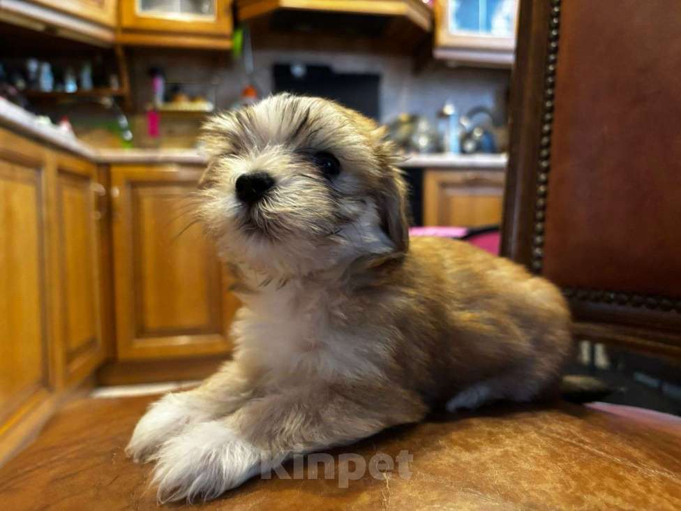 Собаки в Москве: Николь Девочка, 100 000 руб. - фото 8