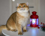 Кошки в Москве: Британский котенок.Красивый мальчик Мальчик, 50 000 руб. - фото 2