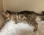 Кошки в других городах Московской области: Бенгальские котята Девочка, 16 000 руб. - фото 2