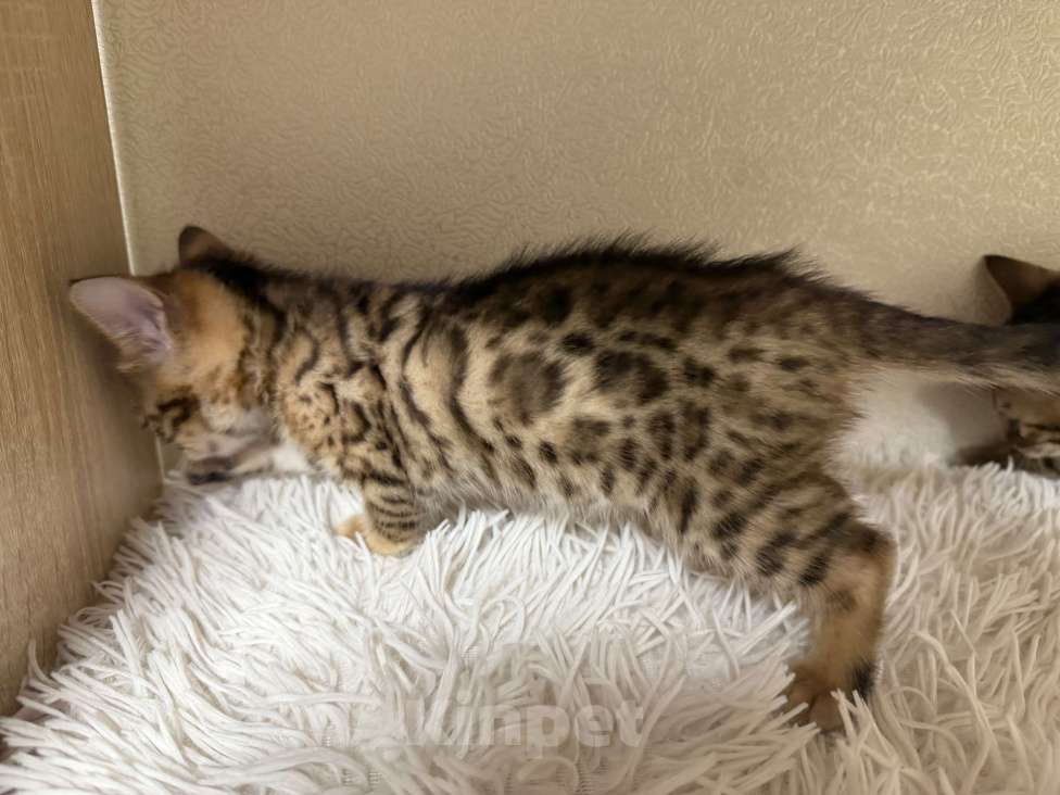Кошки в других городах Московской области: Бенгальские котята Девочка, 16 000 руб. - фото 2