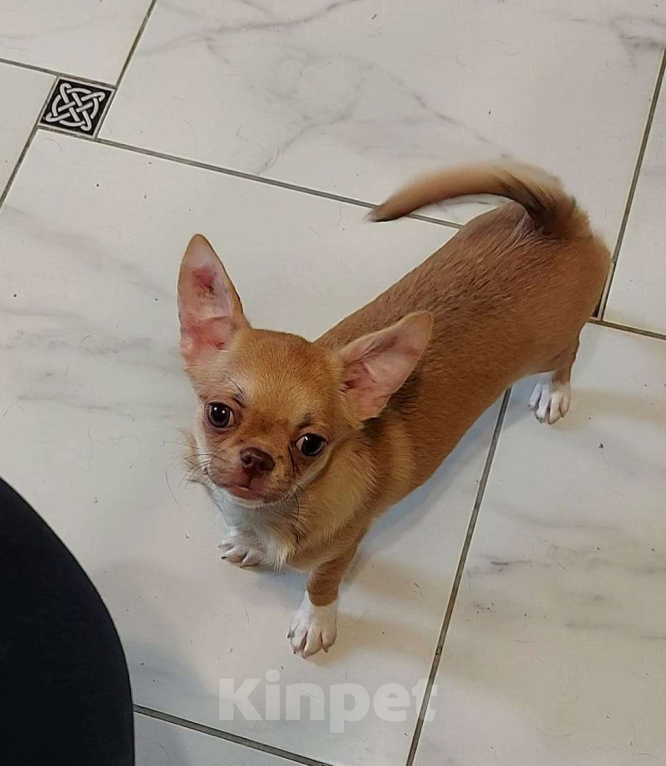 Собаки в Новосибирске: Красивая и типажная девочка! Девочка, Бесплатно - фото 3