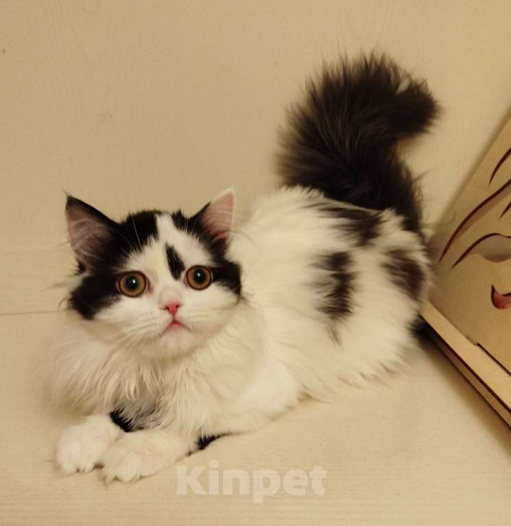 Кошки в Валдае: Котёнок шотландский, длинношестный Девочка, 30 000 руб. - фото 1