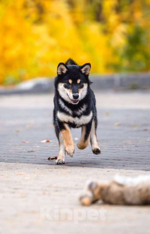 Собаки в Нижнем Новгороде: Duchessa сибочка Девочка, 40 000 руб. - фото 3
