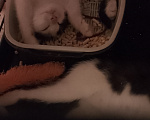 Кошки в Жуковском: Котенок девочка с мусорки Девочка, Бесплатно - фото 9