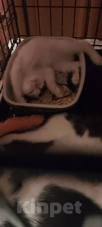 Кошки в Жуковском: Котенок девочка с мусорки Девочка, Бесплатно - фото 9