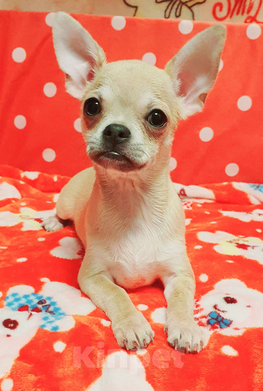 Собаки в Москве: Щенки чихуа Девочка, 30 000 руб. - фото 6