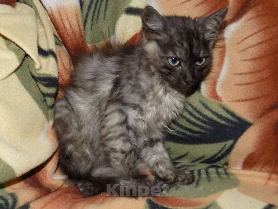 Кошки в Москве: Ojos Azules, девочка непоинтового окраса Девочка, 30 000 руб. - фото 3